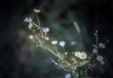 Percorso A piedi Forst Tennenlohe - Rundwanderweg Schmetterling - Photo