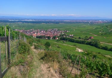 Trail Walking Ammerschwihr - Ammerschwihr /Kaysersberg par les collines  - Photo