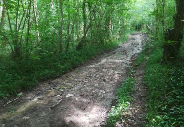 Tocht Stappen Saint-Sauveur-sur-École - Saint-Sauveur - Photo