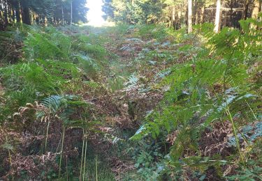 Tocht Stappen Libramont-Chevigny - Ballade Wideumont - Photo