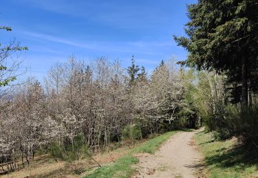 Tour Wandern Saint-Étienne - Château de Rochetaillé  - Photo