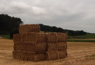 Tocht Stappen Riemst - autour de Kanne via vignobles et carrière  - Photo