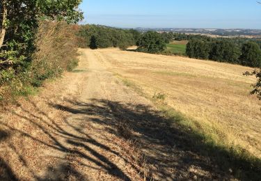 Tocht Stappen Gardouch - Les Collines du Lauragais  - Photo