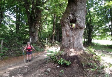 Trail Walking Saint-Chély-d'Aubrac - live Saint Chély - Saint Côme - Photo