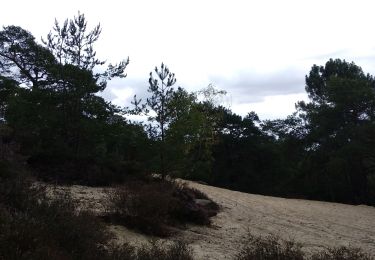 Trail Walking Dourdan - Dourdan, boucle en forêt - Photo