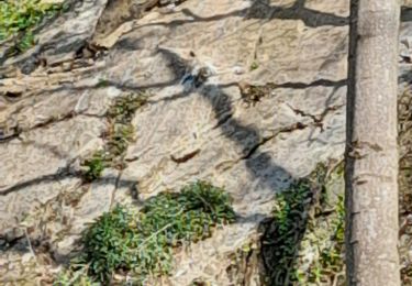 Tour Wandern Rochefort - wavreille ac 4 - Photo