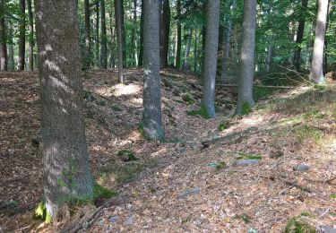 Tocht Te voet Miltenberg - Rundwanderweg Rüdenau 1 : Rüdenauer Bergwanderweg - Photo