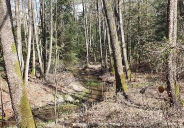 Tour Zu Fuß Buchholz in der Nordheide - Ho-Se Blauer Rundwanderweg - Photo