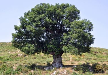 Excursión A pie Pioggiola - Mausoleo - Photo