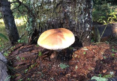 Tour Wandern La Bollène-Vésubie - Champignons  - Photo