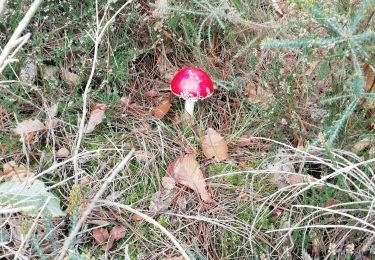 Randonnée Marche Mesnil-en-Ouche - Autour de Beaumesnil  - Photo