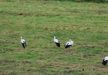 Randonnée A pied Tubize - Réserve Natogora du Coeurcq & Carrières - Photo