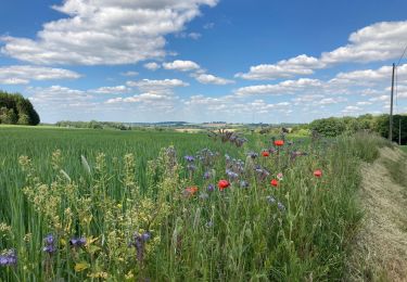 Tocht Stappen Hamois - Sentiers d'Art / Natoye -> Gesves / 2020-05-30 / 22 km - Photo