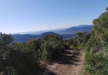 Trail Nordic walking Hyères - les deuxièmes borrels - IBP 79 Rouge - Photo