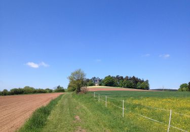 Tocht Te voet Naumburg - Naumburg - N9 - Photo