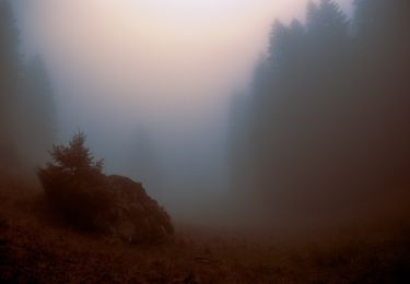 Trail On foot  - Cheia - V. Gropșoarele - Cabana M. Roșu - Photo