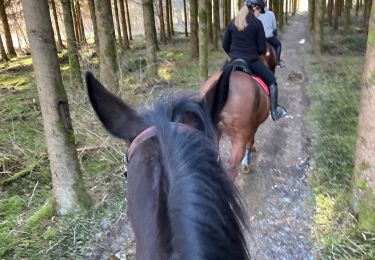 Trail Horseback riding Neufchâteau - Calanta 1er sortie Cousteumont - Photo