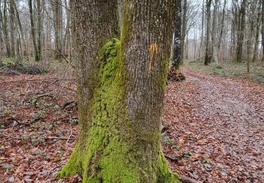 Excursión Senderismo Laines-aux-Bois - Les grandes vallées 11km réel - Photo