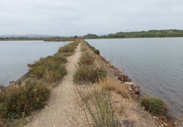 Trail Walking Sigean - Les Salins de Sigean - Photo