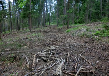 Tocht Te voet Ahorntal - Muthmannsreuth Rundwanderweg Nr. 5 - Photo