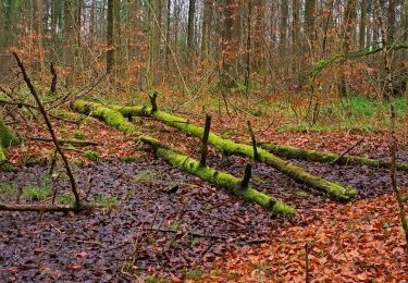 Tocht Te voet Horgen - Waldmatt - Langnau Gattikon - Photo