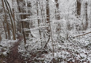 Tour Wandern Havelange - mean bois borsu mean - Photo