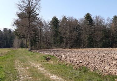 Trail Walking Saint-Étienne-du-Bois - Étang de But, tour forêt Charéziat, Chatelet  - Photo