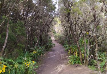 Randonnée Marche Agulo - alto de garajonay - Photo