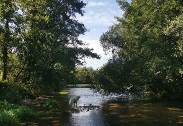 Trail Walking Saint-Aubin-le-Cauf - étang varennes - Photo