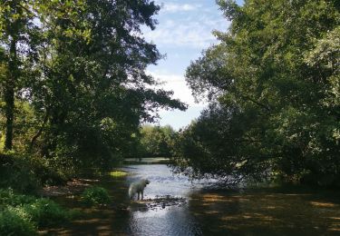 Excursión Senderismo Saint-Aubin-le-Cauf - étang varennes - Photo