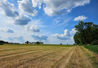 Trail Walking Consdorf - 2023-06-13_20h43m48_Sentier_local_-_C2 - Photo