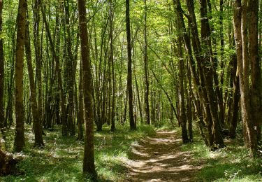 Tour Wandern Savignac-de-Miremont - Boucle autour de Savignac de Miremont - Photo