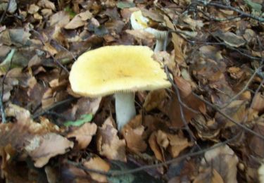 Randonnée A pied Midden-Drenthe - Belevingspad (inclusief aanlooproute) - Photo