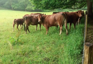 Trail Walking Gruchet-le-Valasse - gruchet le  valasse - Photo