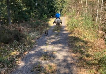 Tocht Paardrijden Raon-l'Étape - Yogo Claude tivio kaline - Photo