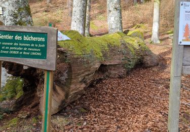 Trail Walking Oberhaslach - roche pfaffenlapp. oberhaslach - Photo