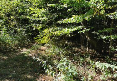 Trail Walking Flavigny-sur-Moselle - Esais-pieds-090822 - Photo