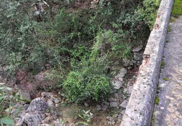 Trail Walking Signes - Le Latay (champignons) - Photo