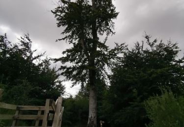 Tour Wandern Sauchay - hocquelius forêt d'arques Ancourt - Photo