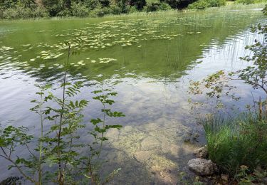 Trail Walking Le Frasnois - Pic de l'Aigle 14.7.24 - Photo