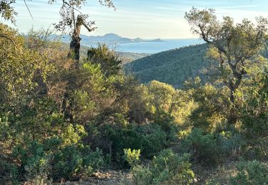 Trail Walking Roquebrune-sur-Argens - Col du Bougnon : la Garonnette - Photo