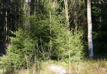 Trail On foot Braunlage - Braunlager Rundweg - Photo