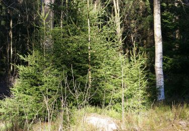 Randonnée A pied Braunlage - Braunlager Rundweg - Photo