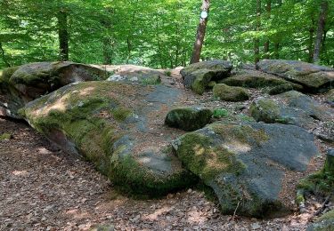 Tour Wandern Windstein - Windstein - Photo