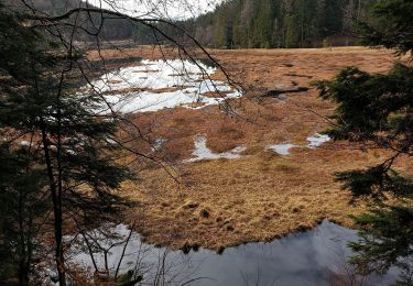 Trail Walking La Bresse - Tour du lac de Lispach - Photo