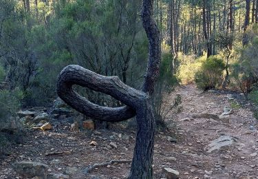 Randonnée Marche Bagnols-en-Forêt - bagnols en forêt les meules et l'oppidum  - Photo