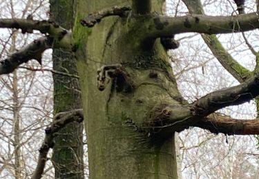 Tour Wandern Gerpinnes - L’arbre éléphant  - Photo