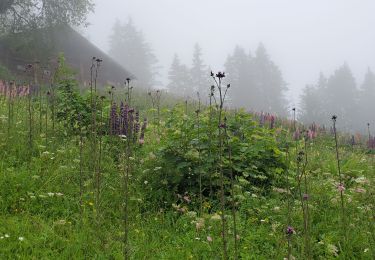 Tocht Stappen Praz-sur-Arly - Praz sur arly ban rouge  1050m 18.7kms  - Photo