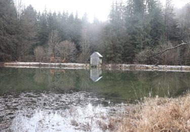 Randonnée A pied Steinbach am Wald - Buchbacher-Weg - Photo