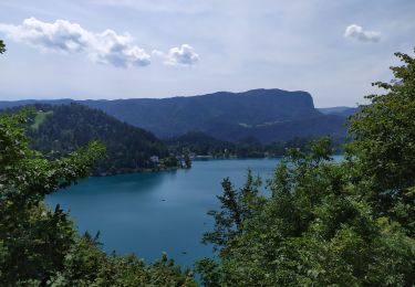 Tour Wandern Veldes - Chateau🏰 de Bled - Photo